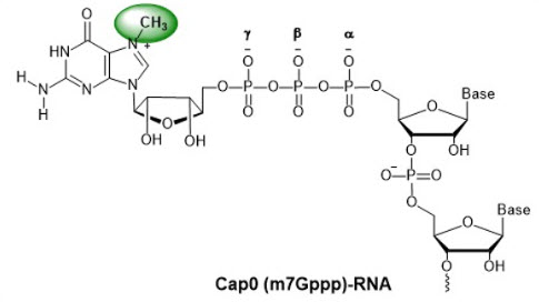Bio-Synthesis Inc. Oligo Structure